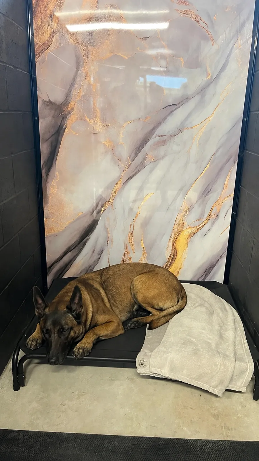 Chien pendant un moment calme chez Le Luxe Canin