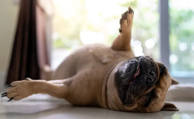 Chien dormant paisiblement chez Le Luxe Canin
