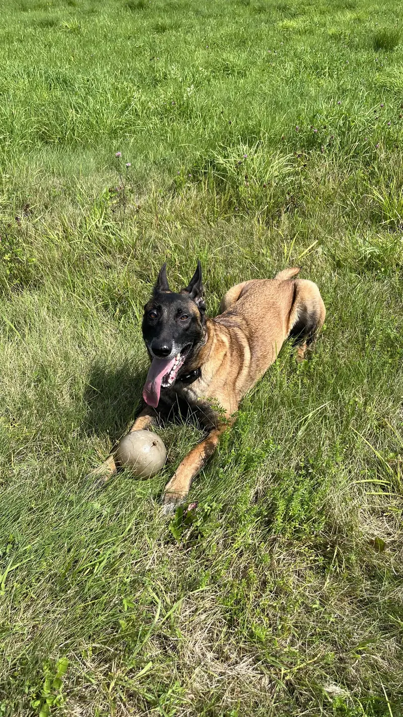 Chien profitant d'une promenade matinale chez Le Luxe Canin