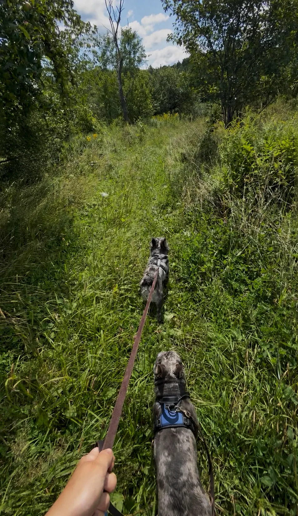 Chien profitant de sa journée chez Le Luxe Canin