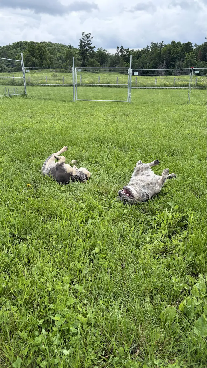 Chien dans un espace extérieur chez Le Luxe Canin